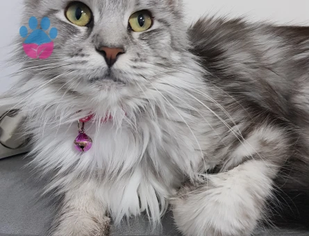 Maine coon damat aranıyor