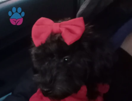 Kızıma eş ariyorum