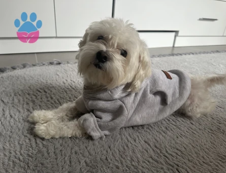 Sıfır numara Maltese Terrier köpeğime dişi eş arıyorum