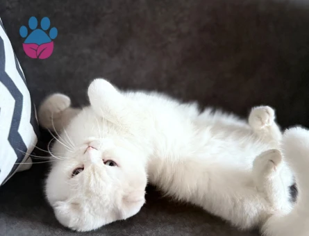 Scottish Fold Pamuk Prenses Eş Arıyor