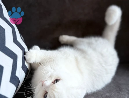 Scottish Fold Pamuk Prenses Eş Arıyor