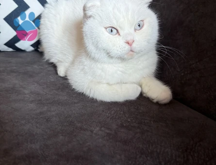 Scottish Fold Pamuk Prenses Eş Arıyor