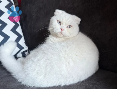 Scottish Fold Pamuk Prenses Eş Arıyor