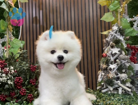 Pomerian boo Erkek Kızgınlıkta Eş Arıyor