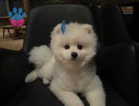 Pomerian boo Erkek Kızgınlıkta Eş Arıyor