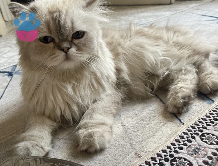 British SHorthair 2 Yaşında Kedim Eş Arıyor