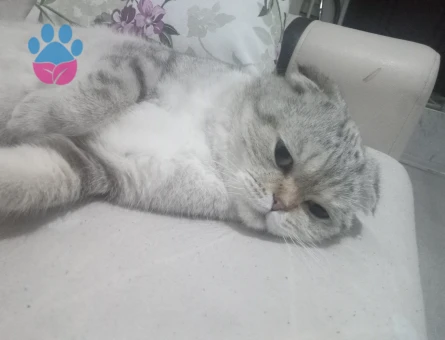 Scottish Fold  Yumak Bey için Prenses Arıyorum