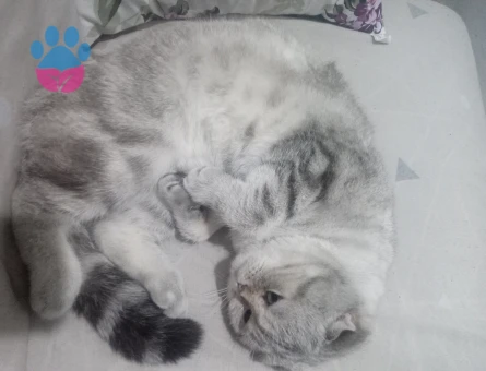 Scottish Fold  Yumak Bey için Prenses Arıyorum