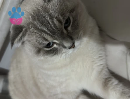 Scottish Fold Bluepoint 1 Yaşında Eş Arıyor