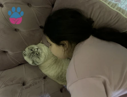 Scottish Fold Bluepoint 1 Yaşında Eş Arıyor