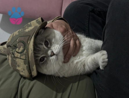 Scottish Fold Bluepoint 1 Yaşında Eş Arıyor