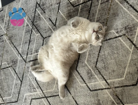 Scottish Fold Bluepoint 1 Yaşında Eş Arıyor