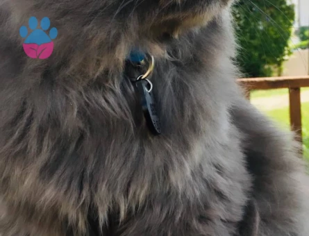 British Longhair Oğluma Eş Arıyoruz