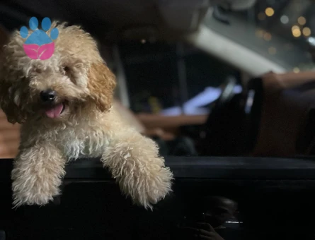 Toy Poodle 2 Yaşında Köpeğim Eş Arıyor