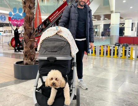 Toy Poodle 2 Yaşında Köpeğim Eş Arıyor