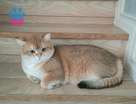 British Shorthair Golden Erkek Kedime Eş Arıyorum