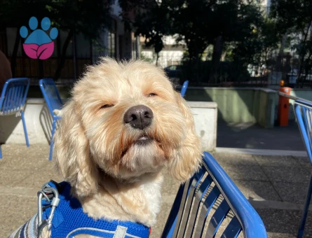 Maltipoo 2 Yaşında Yoda İçin Eş Arıyorum