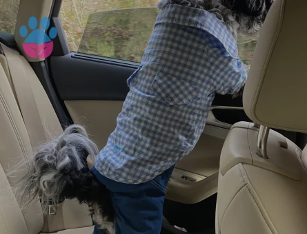 Date’e çıkaracağım güzel hanımköpüşleri arıyorum.