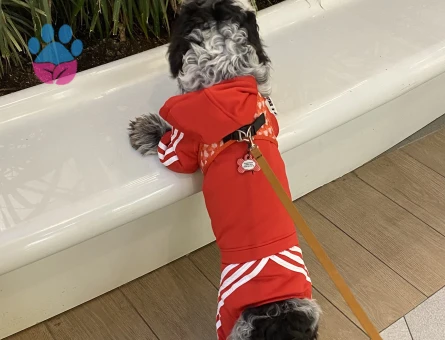 Date’e çıkaracağım güzel hanımköpüşleri arıyorum.