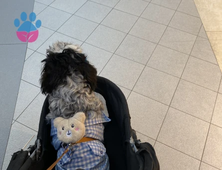 Date’e çıkaracağım güzel hanımköpüşleri arıyorum.