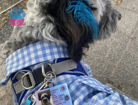 Date’e çıkaracağım güzel hanımköpüşleri arıyorum.