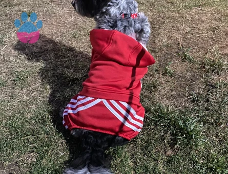 Date’e çıkaracağım güzel hanımköpüşleri arıyorum.