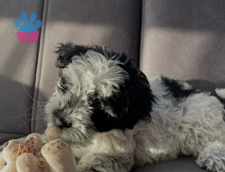 Date’e çıkaracağım güzel hanımköpüşleri arıyorum.