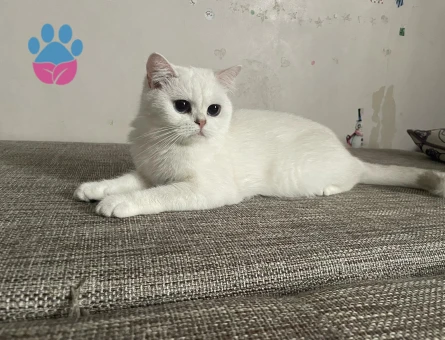 Beyaz ayni cins erkek arıyoruz