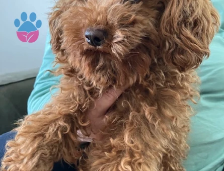 Miso kızımıza eş arıyoruz