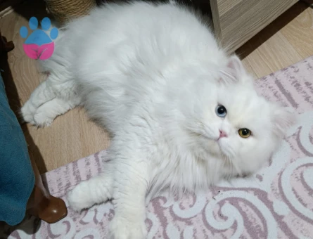 British longhair erkek kedimize eş arıyoruz