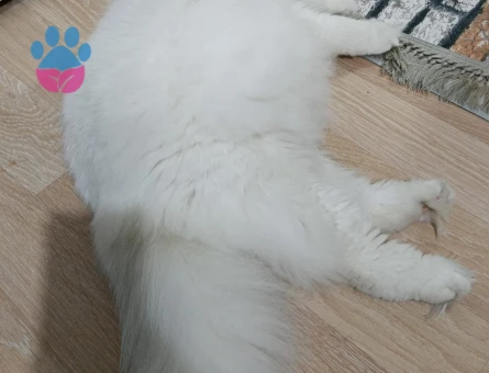 British longhair erkek kedimize eş arıyoruz