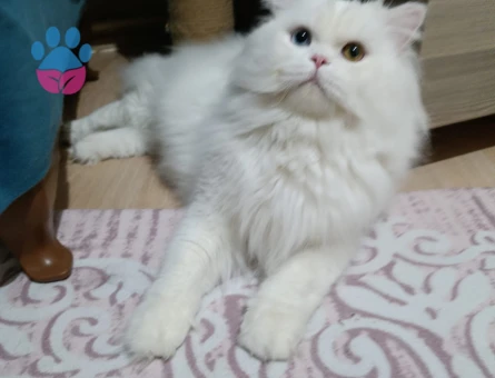 British longhair erkek kedimize eş arıyoruz