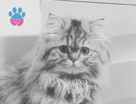 İran kedisi 11 Aylık Eş Arıyor