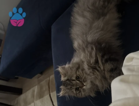 İran kedisi 11 Aylık Eş Arıyor