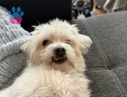 Maltese terrier erkek