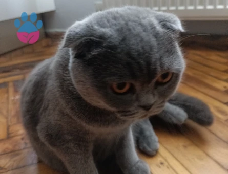 Scottish fold Dişi Kızgınlıkta