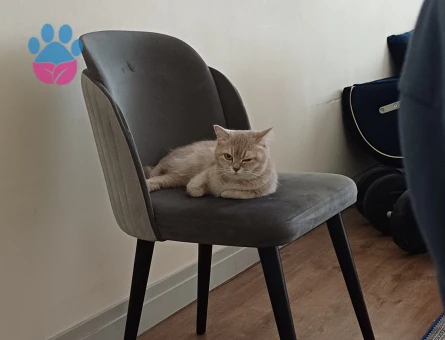 Scottish straight dişi 3 yaş