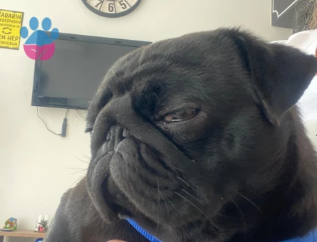 Eş Dişi  arıyorum