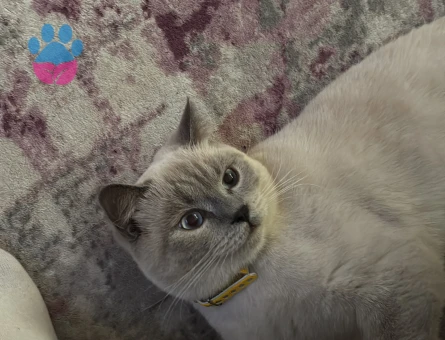 Oğlumuza eş arıyoruz