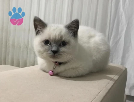 Kızıma eş arıyorum (BRİTİSH SHORTHAİR)