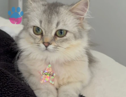 British longhair kızımıza eş arıyoruz