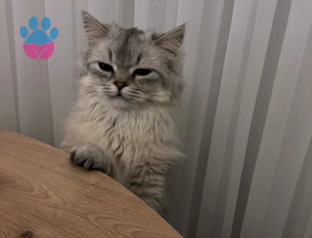 British longhair kızımıza eş arıyoruz