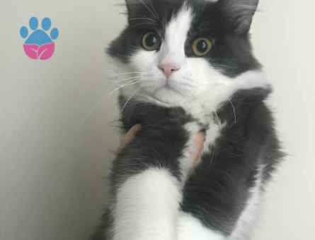 güzel kızlar eklesin