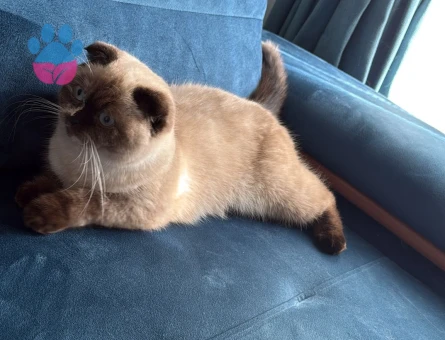 Scottish Fold Dişi kedim kızgınlıkta
