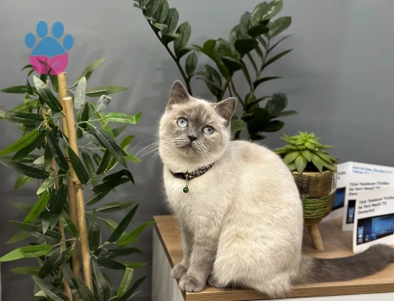 British Shorthair Lokum hanıma eş arıyoruz