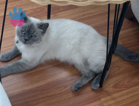 British Shorthair Lokum hanıma eş arıyoruz