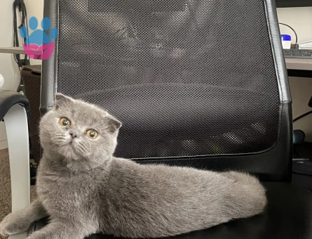 Scottish Fold Petek Kızıma Sağlıklı Eş Arıyorum