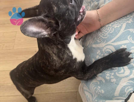 Erkek French Oğluma Eş arıyorum