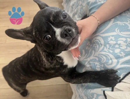 Erkek French Oğluma Eş arıyorum