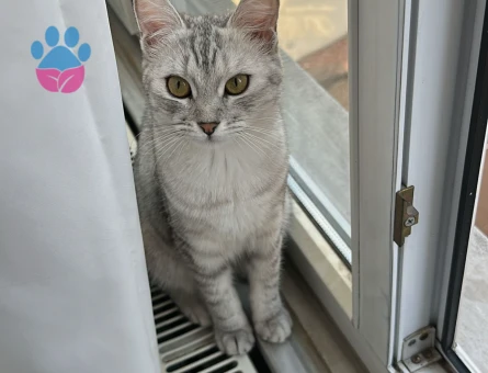 British Shorthair Kedime Eş Arıyorum